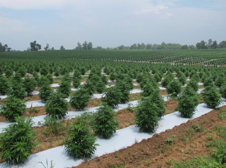 homepage slider - field of hemp