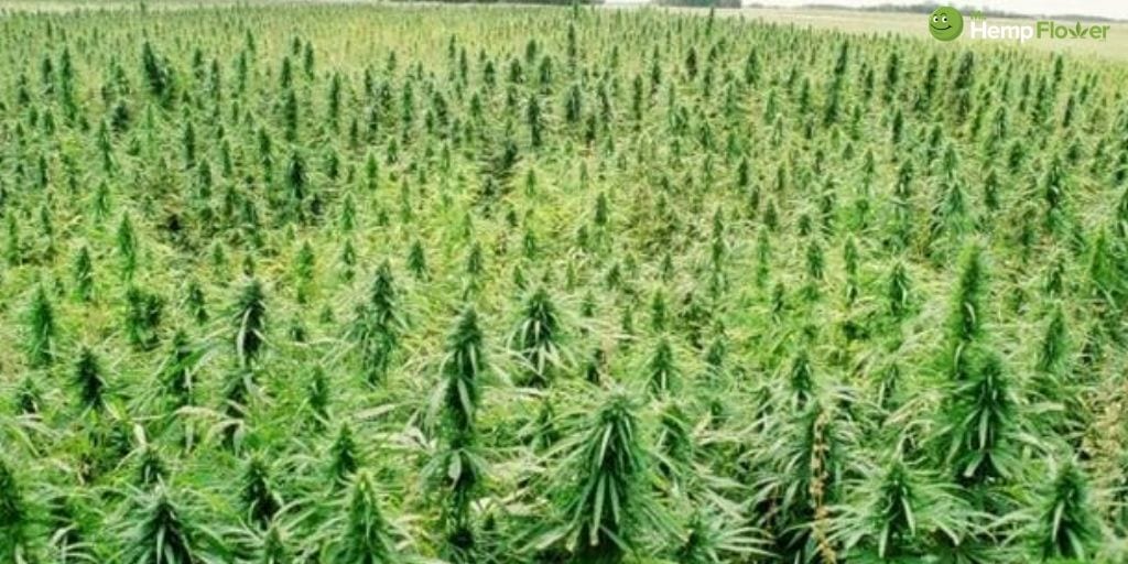 CBD Rich Hemp Flower Vs Industrial Hemp