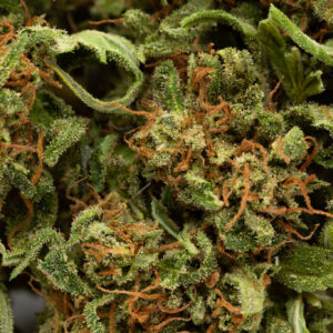 Elektra flower up close