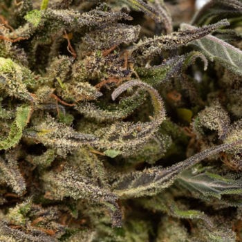 Tiger Woods CBD Gummies Website Official Reviews and Benefits