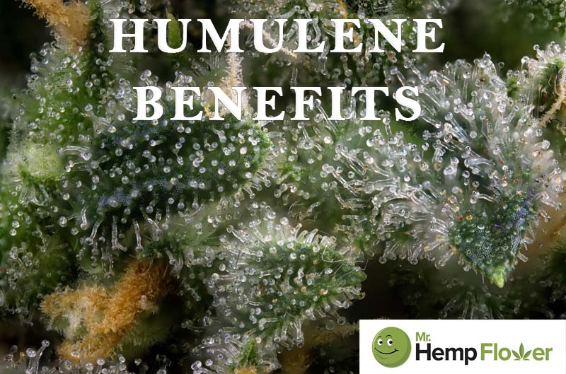 Humulene Benefits