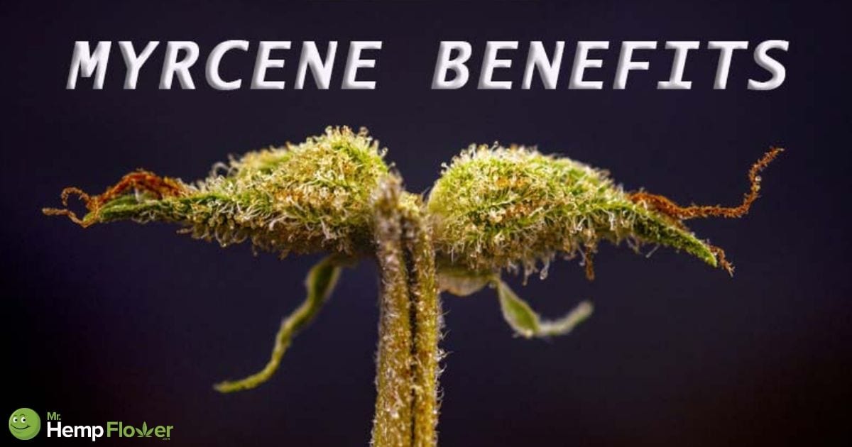 The Benefits Of Myrcene A Guide To Hemp Terpenes 8852