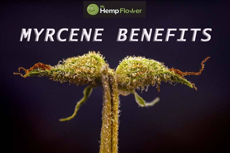 Myrcene Benefits
