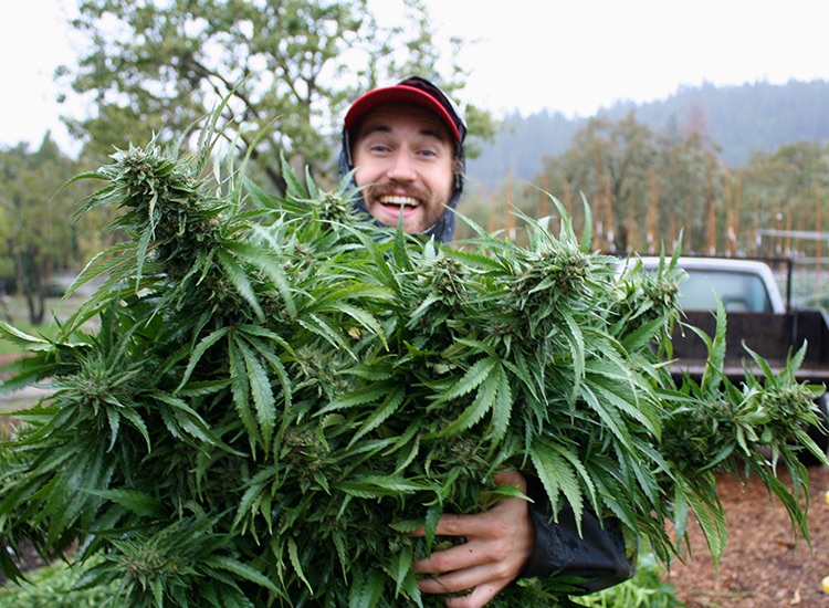 hemp flower farming in colorado