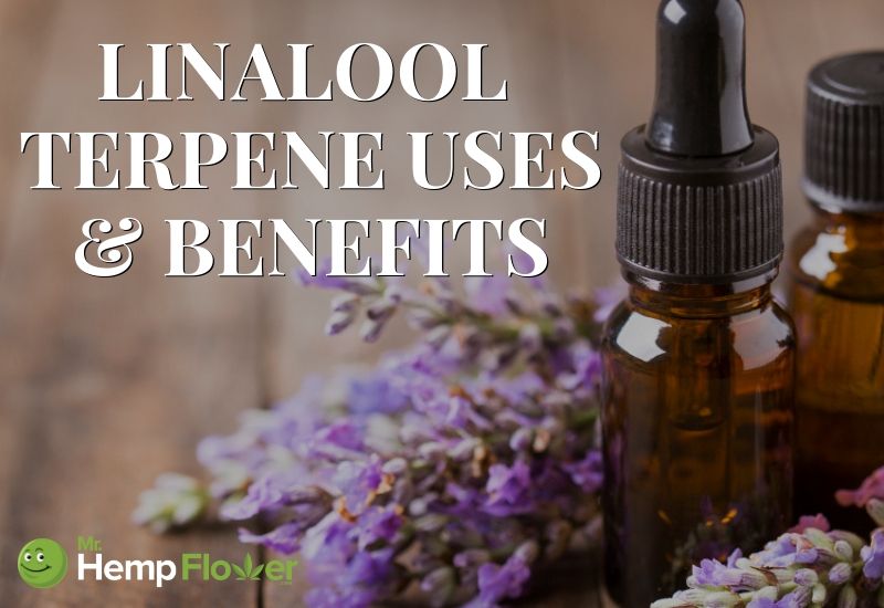 Linalool terpene uses and benefits
