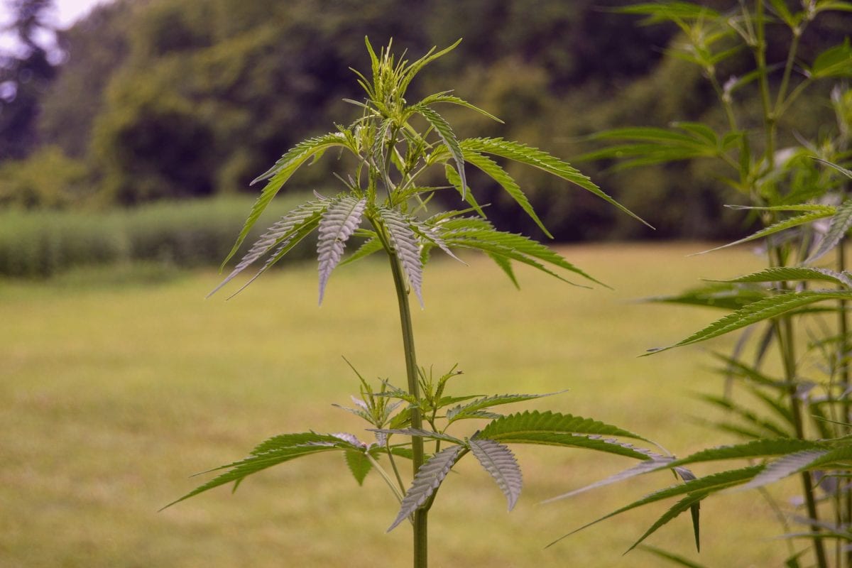 Iowa legalized hemp Flower