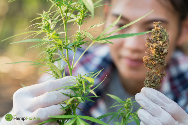 PCR Hemp Oil minnesota laws