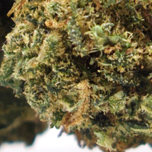Cheese Hemp Flower Up Close