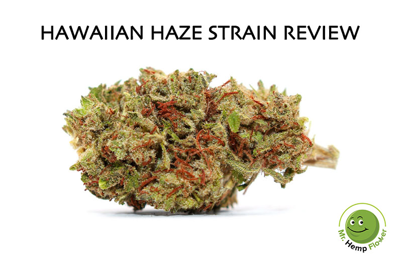 Hawaiian Haze Strain Review