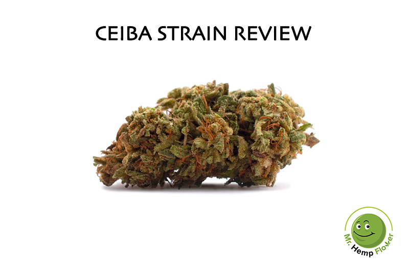 Ceiba Strain Review