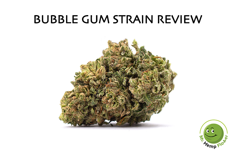 hubble bubble gum strain