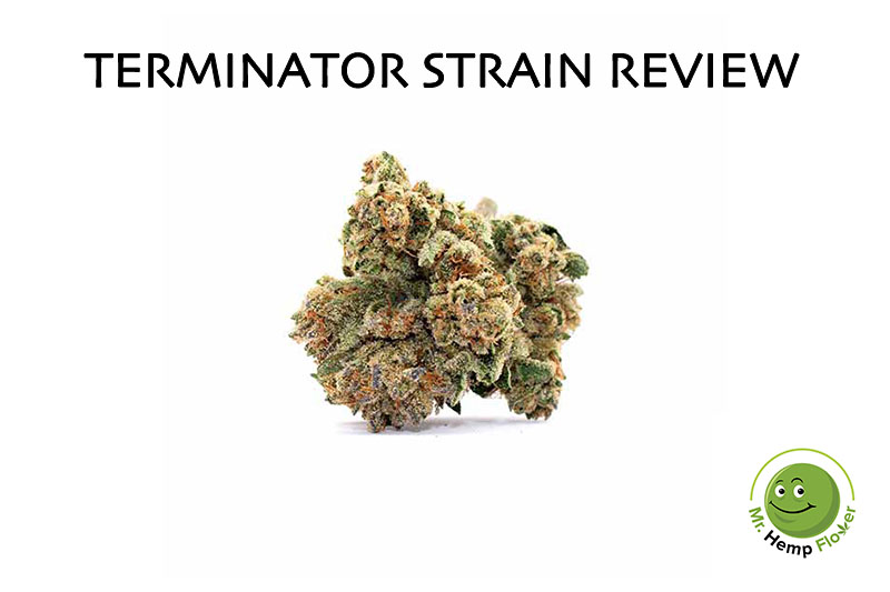 Terminator Strain Review