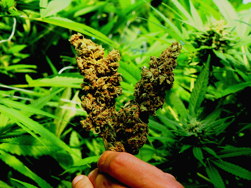 Learn About Cannabis