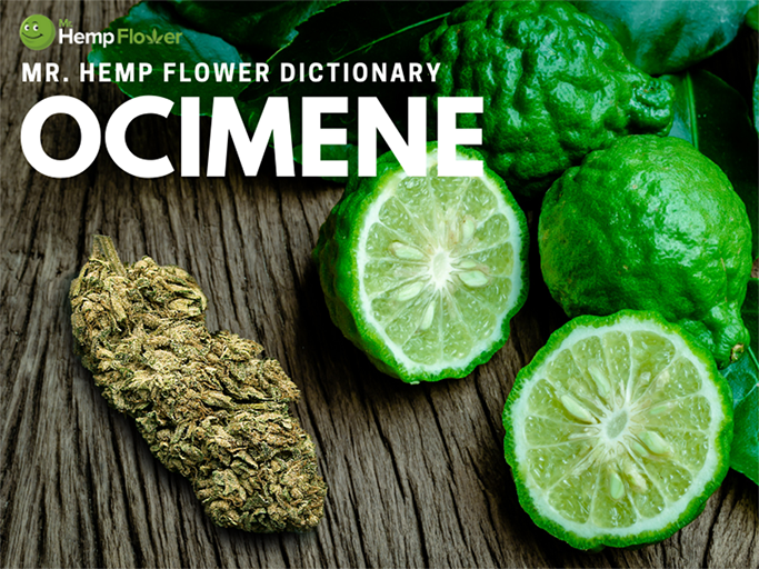 Ocimene