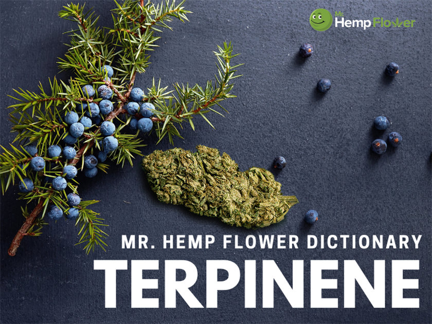 Terpinene Terpene Review: What Is It And What It Does