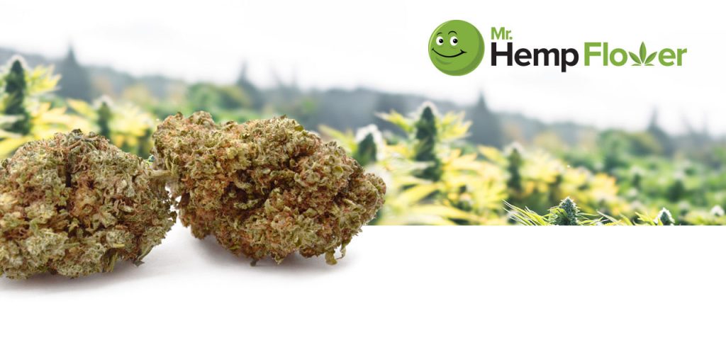 HHC vs. Delta 9 THC: Differences & Similarities: Effects, Potency & Safety