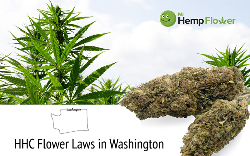 HHC Flower in Washington