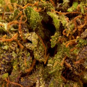 Purple Punch CBD Up Close