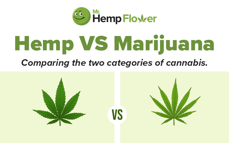 Blog - Mr. Hemp Flower