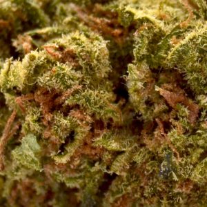 Orange-Cookies-CBD Up Close