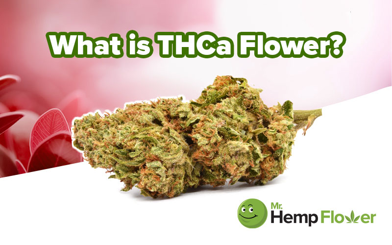 What Is THCa Flower & How Does It Qualify As Hemp?