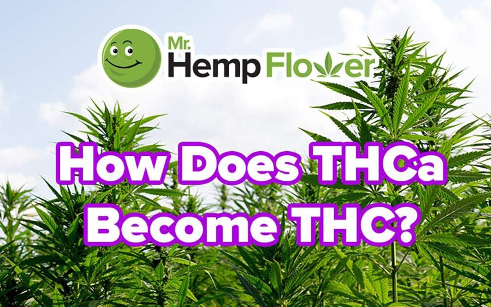 THCa To THC How To Easily Decarb Your THCa Flower At Home   THCa To THC Fb 