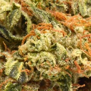 Buttermilk cookie thca up close