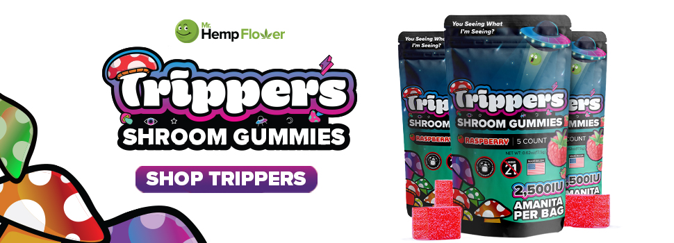 Buy Amanita Mushroom Gummies Alaska