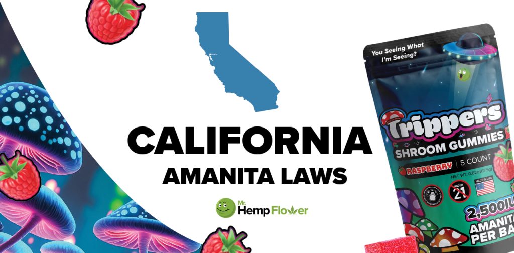 Is Amanita Mushroom Legal in California