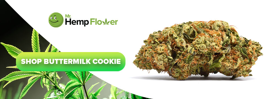 Buy Buttermilk Cookie THCA Strain