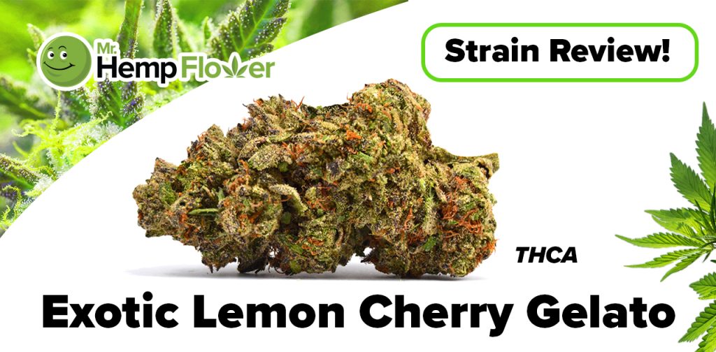 Exotic Lemon Cherry Gelato Strain Review