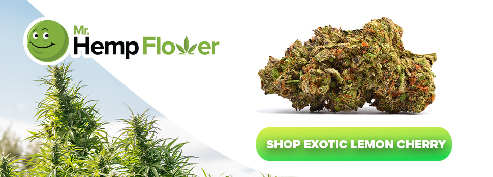 Buy Exotic Lemon Cherry Gelato Strain