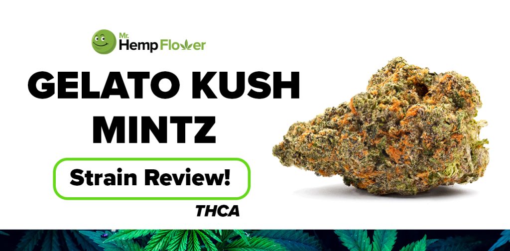 Gelato Kush Mints THCA flower strain review
