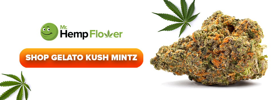 Buy Gelato Kush Mints THCA flower strain