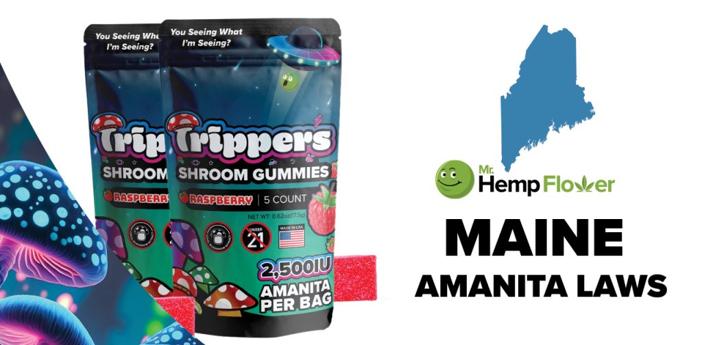 Is Amanita Mushroom Legal in Maine