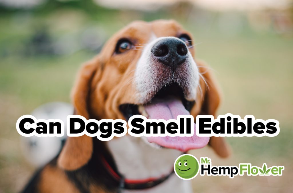 can dogs smell edibles
