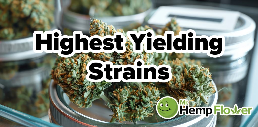 highest yielding strains