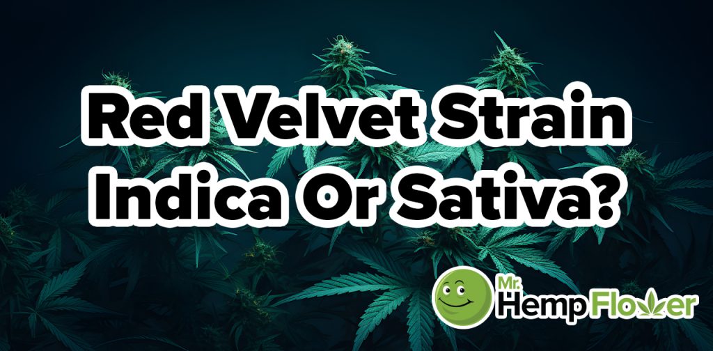 red velvet strain indica or sativa