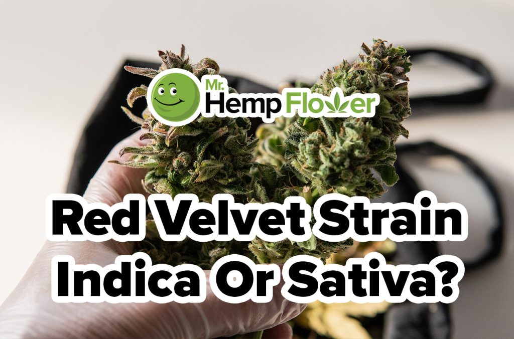 red velvet strain indica or sativa