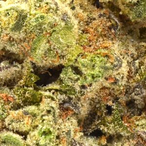 Up close nugs mango mentality
