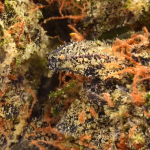 Government Oasis Strain Up Close