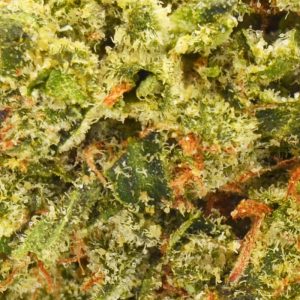 Super Jack Strain Up Close