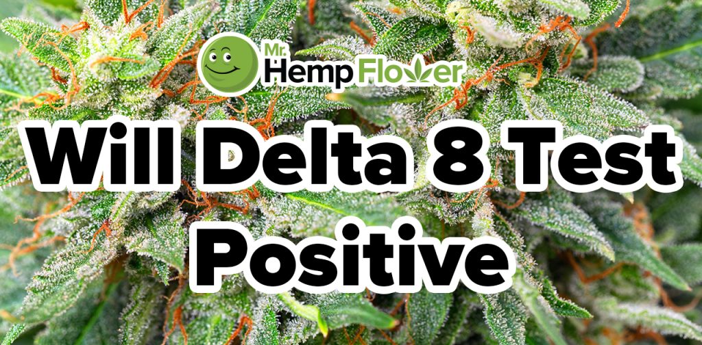 Will Delta-8 Test Positive on a Drug Test? Here’s What You Should Know