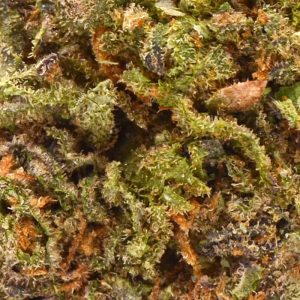 Lemon Hazel Strain Up Close