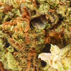 Magic Marker Strain Up Close