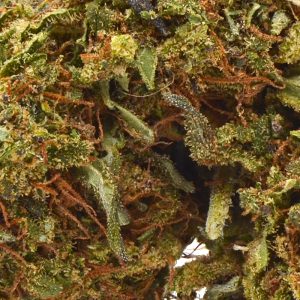 CBD Berry Bliss Up Close